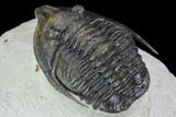 Large, Diademaproetus Trilobite - Ofaten, Morocco #88867-3